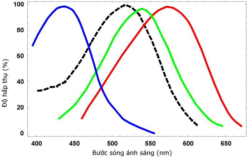 loai-anh-sang-nao-tot-cho-mat-cua-ban 1.png