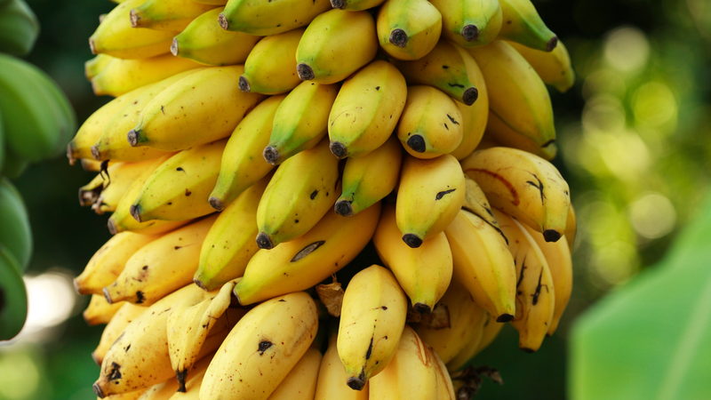 Loại chuối nào tốt cho bé ăn dặm? Những lưu ý cần thiết khi cho bé ăn dặm với chuối 3