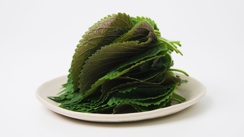 Loại lá có ở Việt Nam tốt ngang kem chống nắng và tăng sinh collagen 1