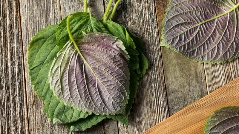 Loại lá có ở Việt Nam tốt ngang kem chống nắng và tăng sinh collagen 2