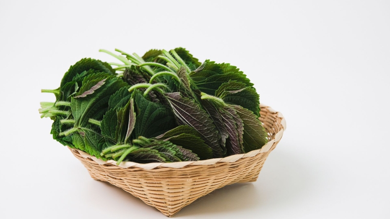 Loại lá có ở Việt Nam tốt ngang kem chống nắng và tăng sinh collagen 4