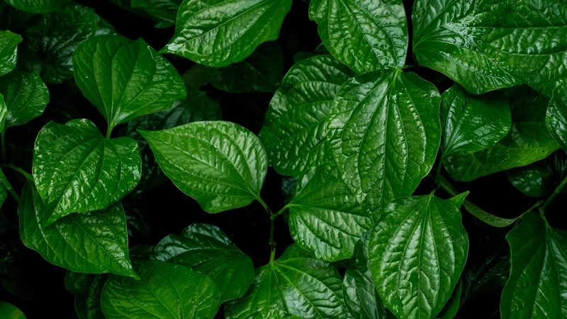 Các loại lá rán cùng trứng giúp món ăn thơm ngon, hấp dẫn hơn