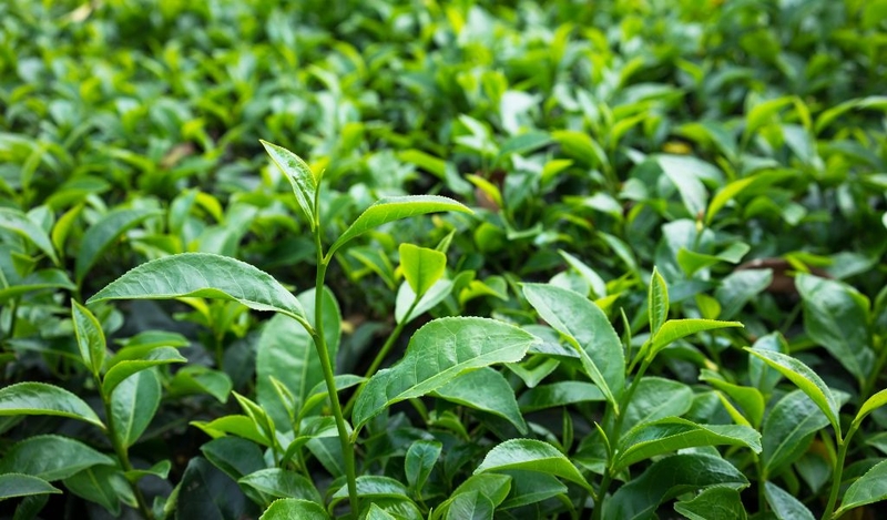 Loại lá tắm chữa viêm da cơ địa nào tốt nhất? 1