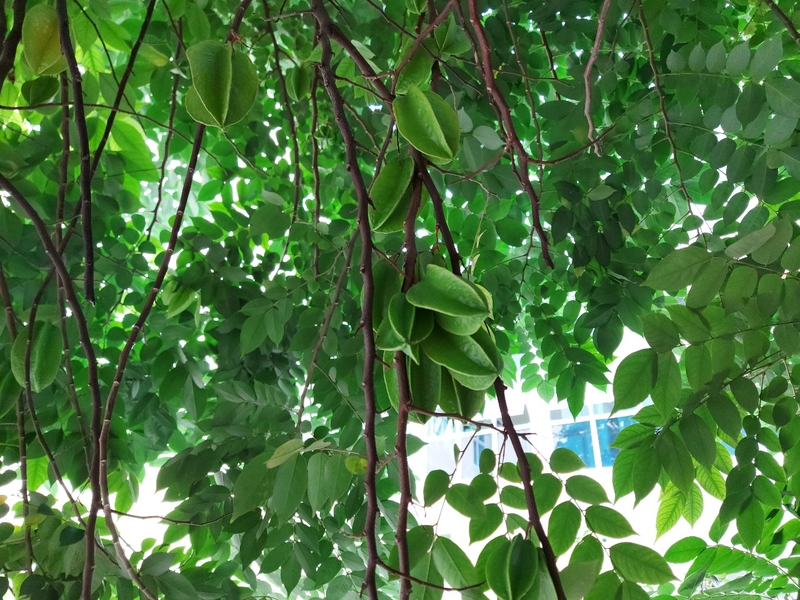 Loại lá tắm chữa viêm da cơ địa nào tốt nhất? 2