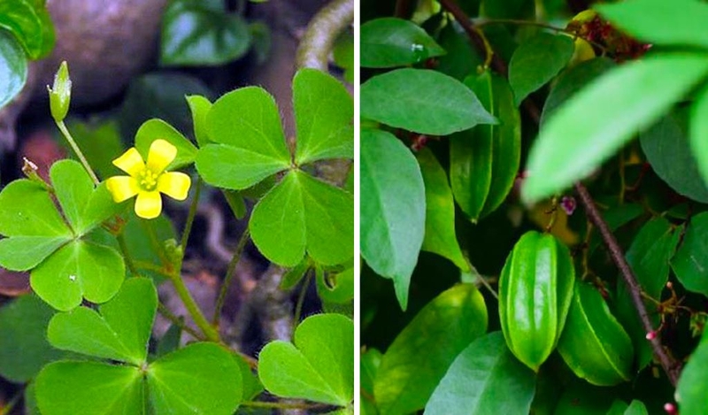 Loại lá tắm chữa viêm da cơ địa nào tốt nhất? 3