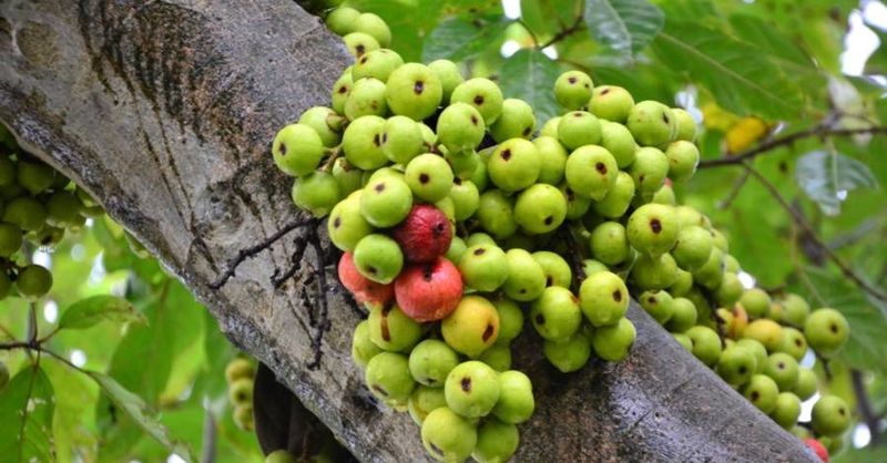 Loại quả giàu canxi dành cho người ăn chay 1