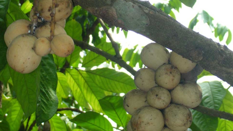 Loại quả mùa hè ăn thường xuyên giúp lợi tiểu và hỗ trợ tiêu hóa 3