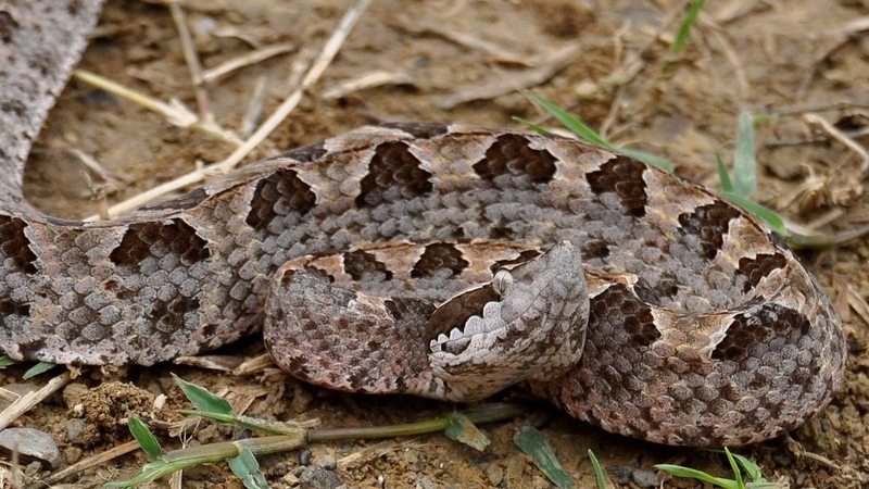 Loài rắn nào độc nhất Việt Nam và được mệnh danh là mìn sống? 1