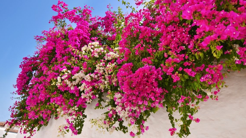 Lợi ích của cây hoa giấy đến từ những hoạt chất sinh học