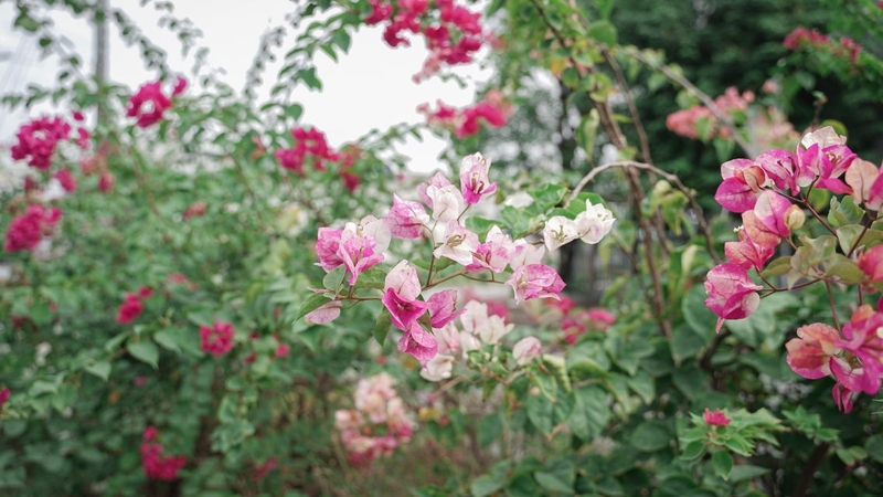 Không ít người bất ngờ khi biết đến những công dụng của cây hoa giấy