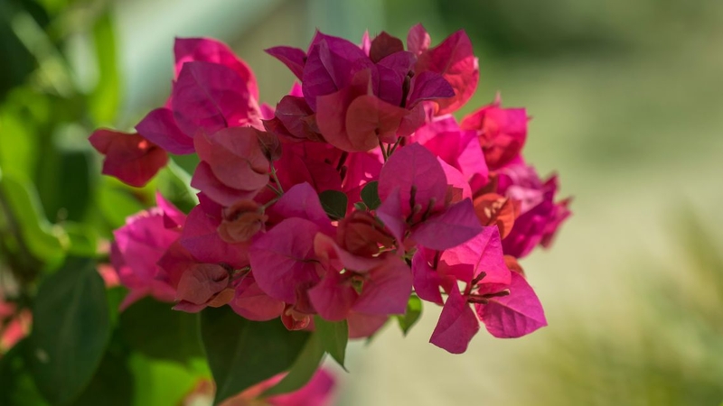 Cây hoa giấy chỉ có tác dụng hỗ trợ chăm sóc sức khỏe, không thay thế điều trị y khoa