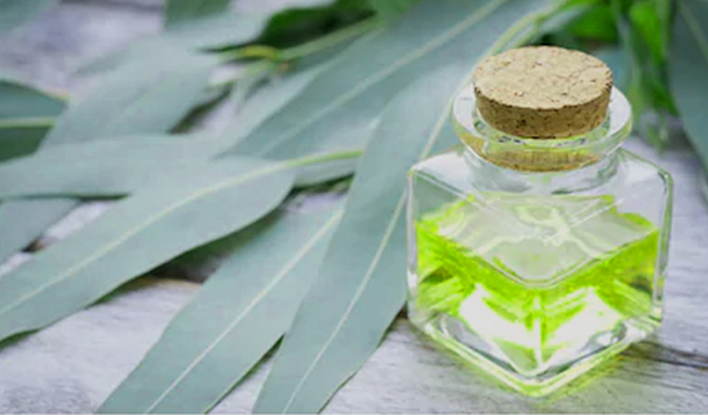 Tinh dầu khuynh diệp