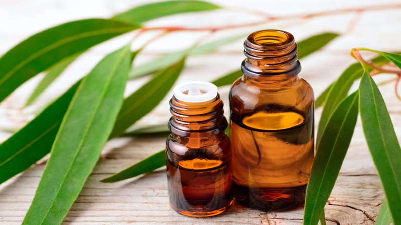 Tinh dầu khuynh diệp có nguồn gốc từ lá của cây bạch đàn