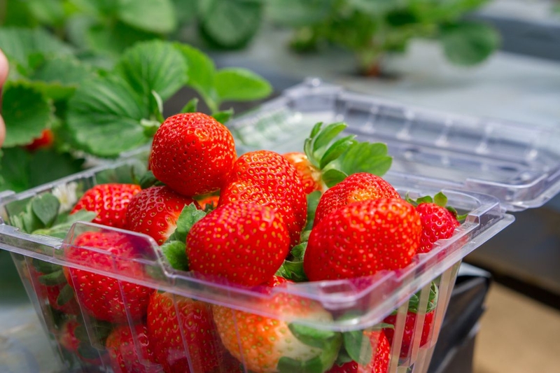 Những lợi ích của dâu tây đối với sức khỏe sẽ khiến bạn bất ngờ