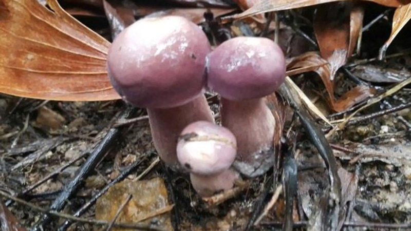 Lợi ích của nấm thông đối với sức khỏe như thế nào?-2