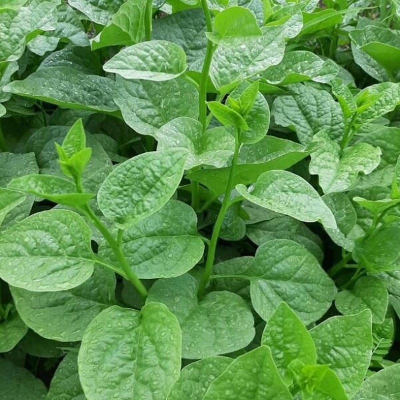 Lợi ích của rau xanh đối với trẻ và những loại rau trị táo bón cho trẻ 2