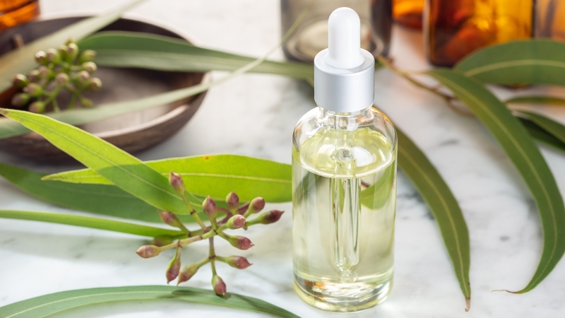 Tinh dầu khuynh diệp có mùi hương tươi mát, dễ nhận biết
