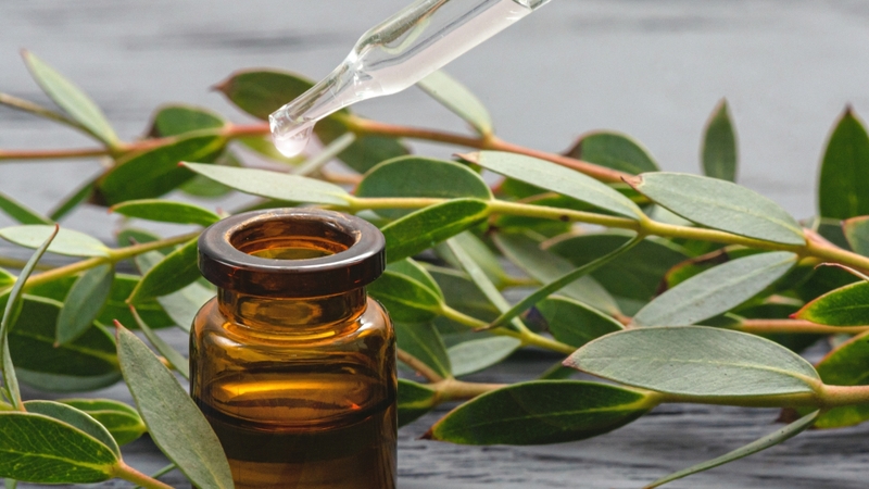 Nên ưu tiên các sản phẩm dầu khuynh diệp được sản xuất bởi những thương hiệu uy tín