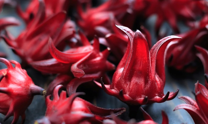 loi-ich-cua-tra-hoa-atiso-do 2.jpg