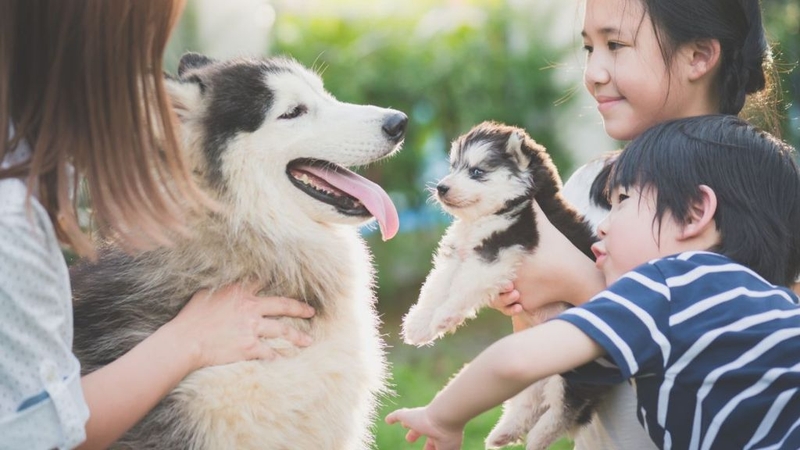 Lợi ích của việc nuôi mèo, nuôi chúng sao cho an toàn? 1