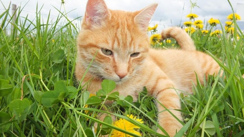 Lợi ích của việc nuôi mèo, nuôi chúng sao cho an toàn? 2