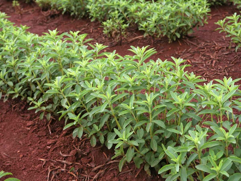 Lợi ích khi dùng đường làm từ cỏ ngọt cho sức khỏe 1