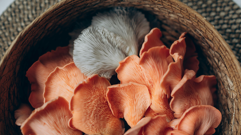 Lợi ích không ngờ từ nấm bào ngư và cách dùng đúng cách 1