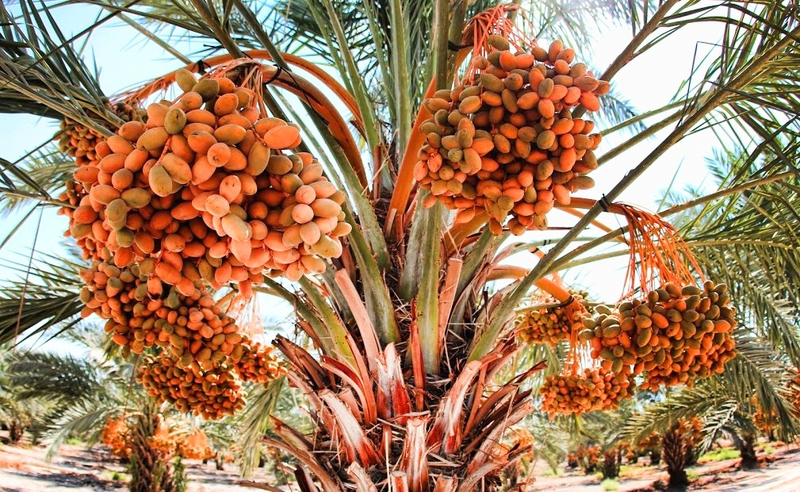 Lợi ích sức khỏe có được từ quả chà là khô 1