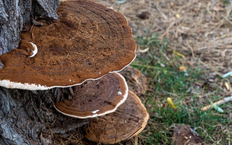 loi-ich-suc-khoe-cua-nam-thuong-hoang 1.jpg