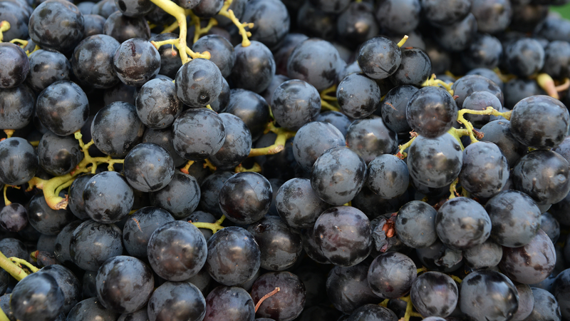 Lợi ích sức khỏe của nho đen mà bạn chưa biết 1