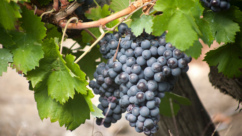 Lợi ích sức khỏe của nho đen mà bạn chưa biết 3