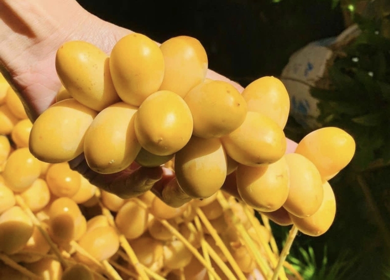 Lợi ích sức khỏe của nhóm rau củ màu vàng 7