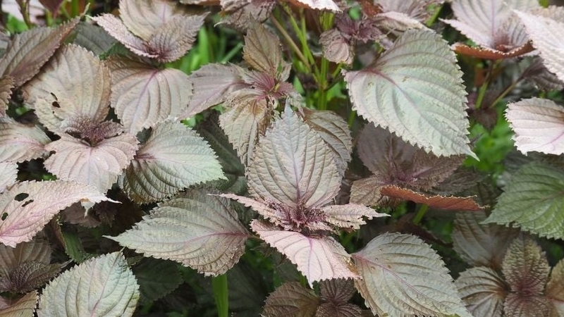 lợi ích sức khỏe cảu tinh dầu tía tô 1