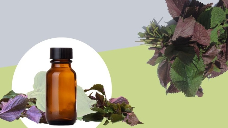 lợi ích sức khỏe của tinh dầu tía tô 2