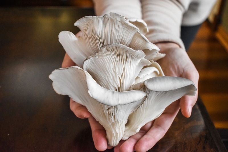 Nấm kỵ với thực phẩm nào? Lưu ý cần biết để tránh ngộ độc nấm 1