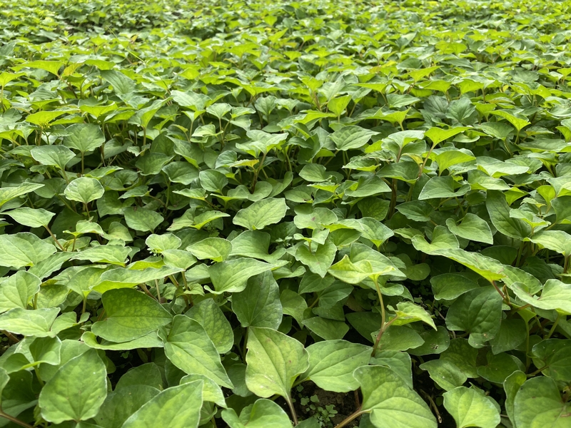 Lợi ích sức khỏe khi ăn rau luộc​ và gợi ý một số món rau luộc giàu dinh dưỡng 4