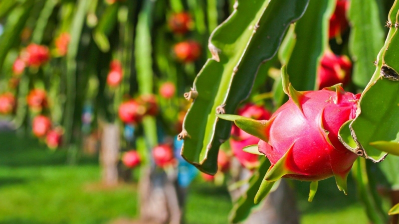 Lợi ích sức khỏe tuyệt vời của các loại trái cây nhiệt đới 4