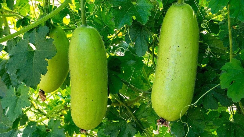 Lợi ích sức khỏe tuyệt vời mà bí xanh mang lại 3