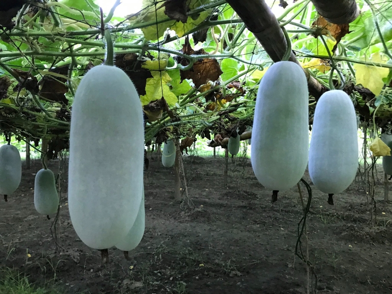 Lợi ích sức khỏe tuyệt vời mà bí xanh mang lại 4