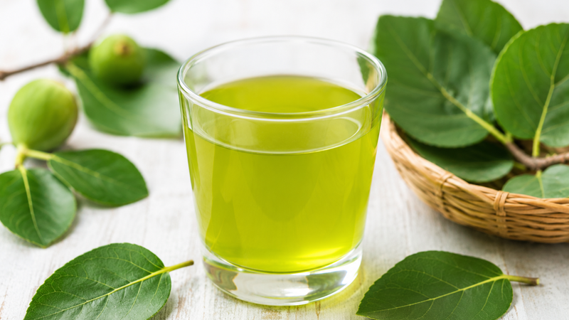 Các nghiên cứu bước đầu cho thấy lợi ích tiềm năng của nước lá sung trong việc hỗ trợ tiêu hóa