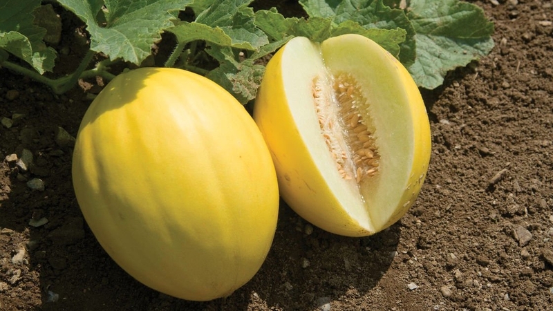 Lợi ích tuyệt vời của dưa hoàng yến với sức khỏe 2