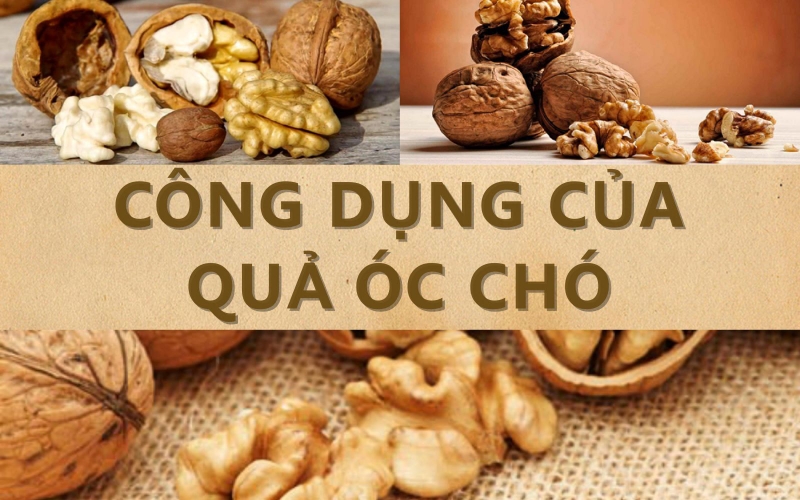 Lợi ích tuyệt vời của quả óc chó 1