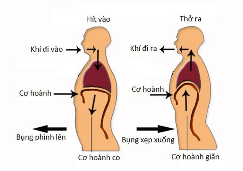 Cơ chế hoạt động khi tập thở cơ hoành