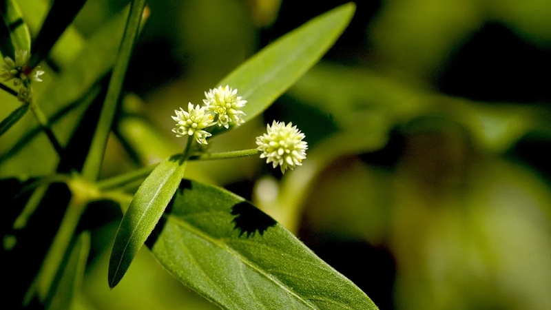 Lợi ích và liều lượng khuyên dùng của rễ suma