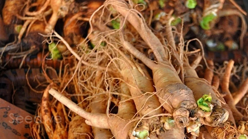 Lợi ích và liều lượng khuyên dùng của rễ suma