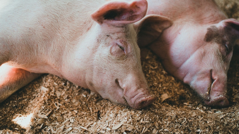 Lợn bị tai xanh không lây sang người, nhưng khi nhiễm kèm vi khuẩn có thể gây bệnh nguy hiểm cho người