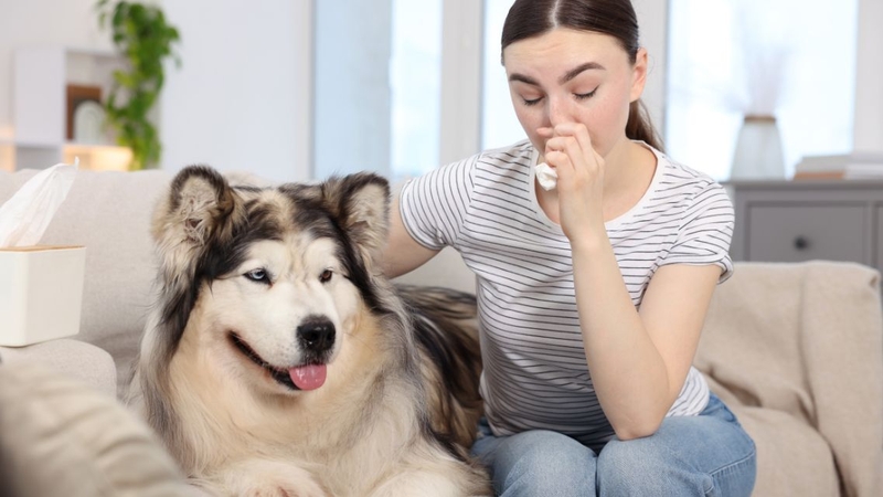 Người có tiền sử dị ứng với vật nuôi cần cẩn trọng khi tiếp xúc với lông chó
