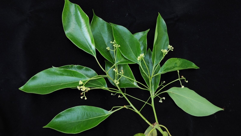 Long não là chất rắn kết tinh màu trắng, mùi thơm hăng, chiết xuất từ cây long não