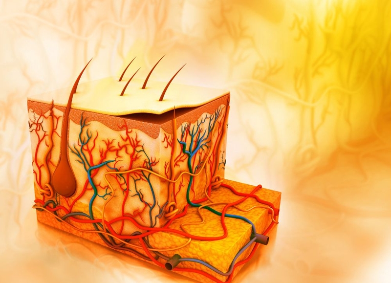 Lớp mỡ dưới da có vai trò gì? Nguyên nhân hình thành và cách loại bỏ an toàn 1