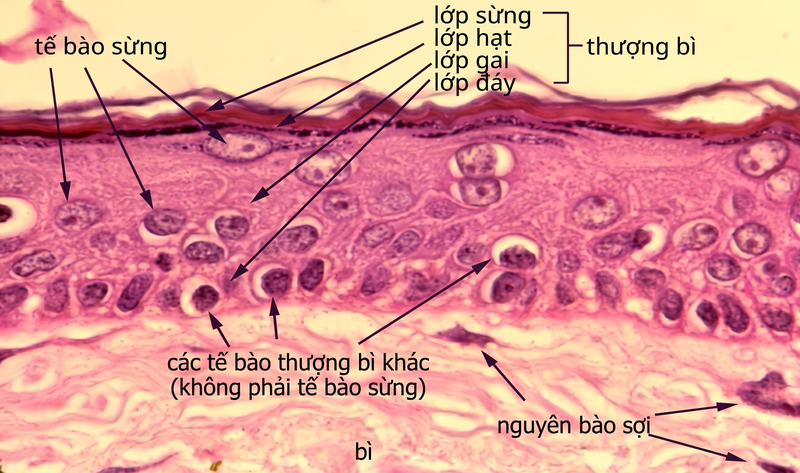 Lớp thượng bì được cấu tạo từ nhiều tầng tế bào xếp chồng lên nhau